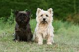 CAIRN TERRIER 533
